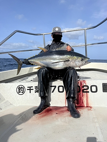 キハダマグロの釣果