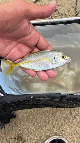 シマアジの釣果