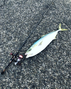 ヤズの釣果