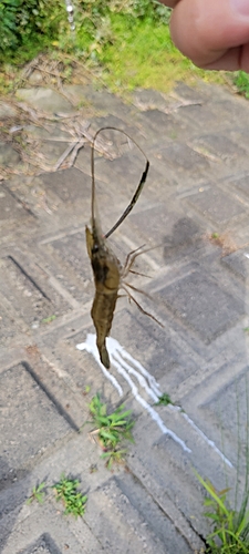 テナガエビの釣果