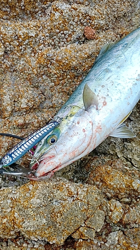 メジロの釣果