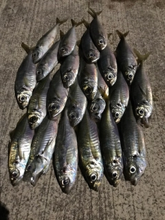 アジの釣果