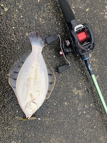 クロガシラガレイの釣果