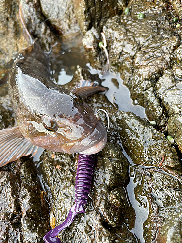 アイナメの釣果