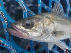 セイゴ（マルスズキ）の釣果