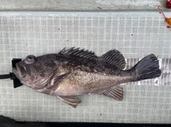 ソイの釣果