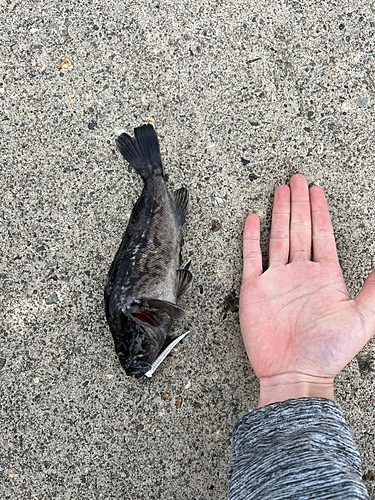 ハゼの釣果