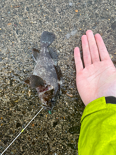 ソイの釣果