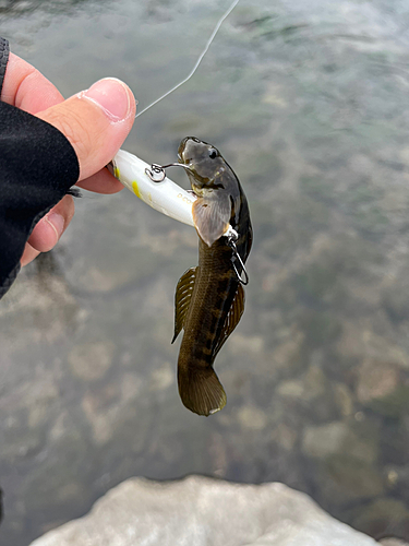 ヨシノボリの釣果