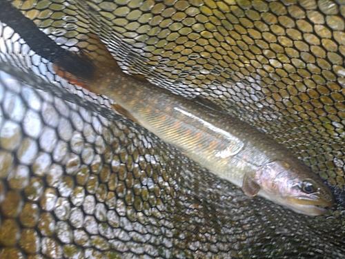 ニッコウイワナの釣果