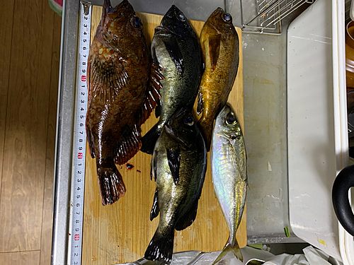 カサゴの釣果