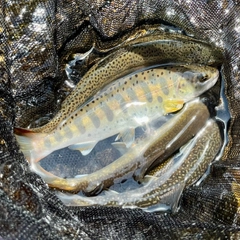 ヤマメの釣果