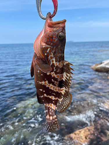 キジハタの釣果