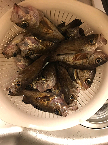 メバルの釣果