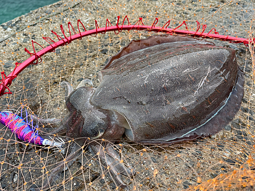 コウイカの釣果