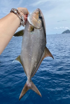 ヒレナガカンパチの釣果