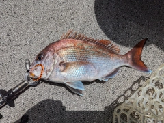 マダイの釣果