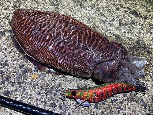 コウイカの釣果