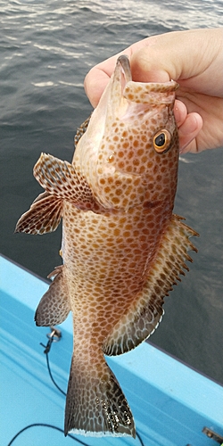 オオモンハタの釣果