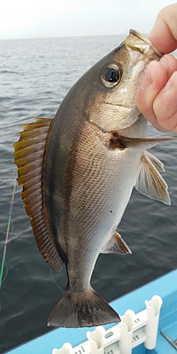 イサキの釣果