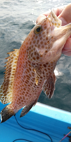 オオモンハタの釣果