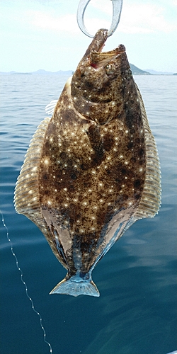 ヒラメの釣果