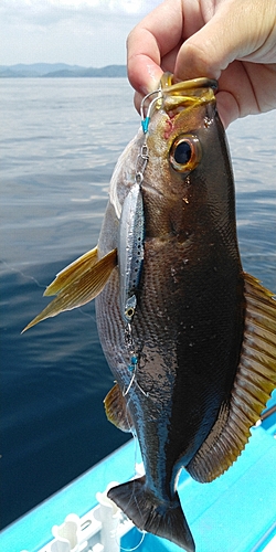 イサキの釣果