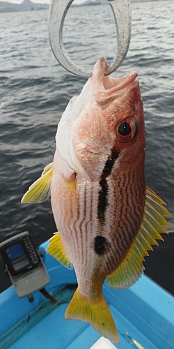 ヨコスジフエダイの釣果