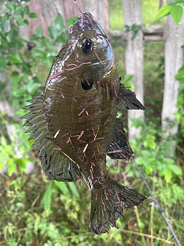 ブルーギルの釣果