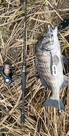 チヌの釣果