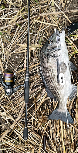 チヌの釣果