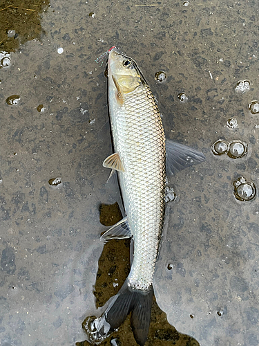 ニゴイの釣果