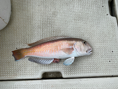 シロアマダイの釣果