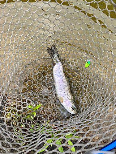 ニジマスの釣果