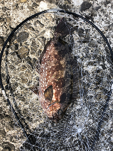 アイゴの釣果