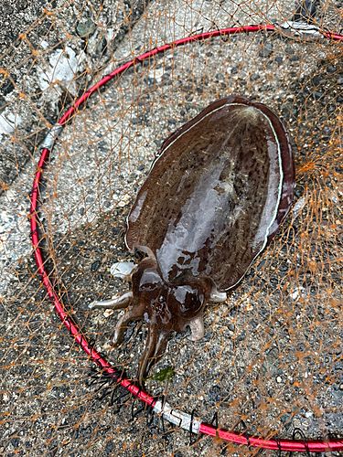 イカの釣果