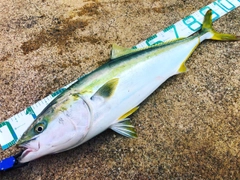 ブリの釣果