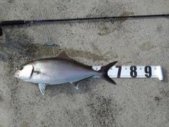 ショゴの釣果