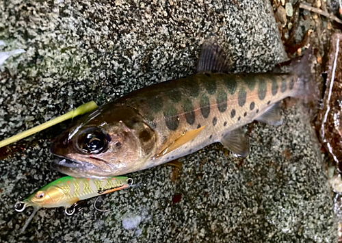 ヤマメの釣果