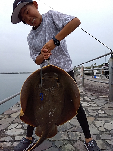 アカエイの釣果