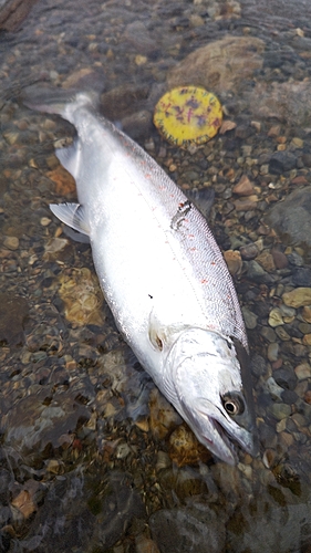 サツキマスの釣果