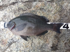 クチブトグレの釣果