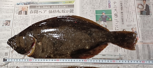 ヒラメの釣果