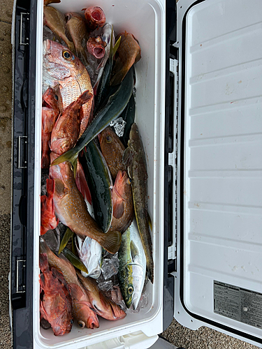 マダイの釣果