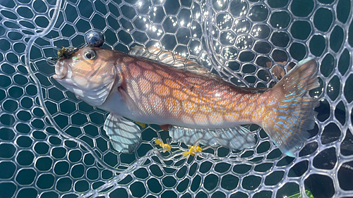 シロアマダイの釣果