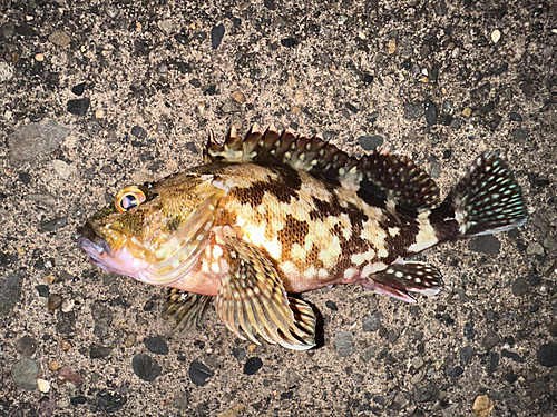 カサゴの釣果