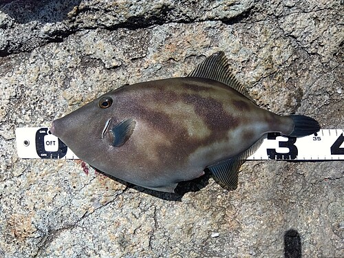 ウマヅラハギの釣果