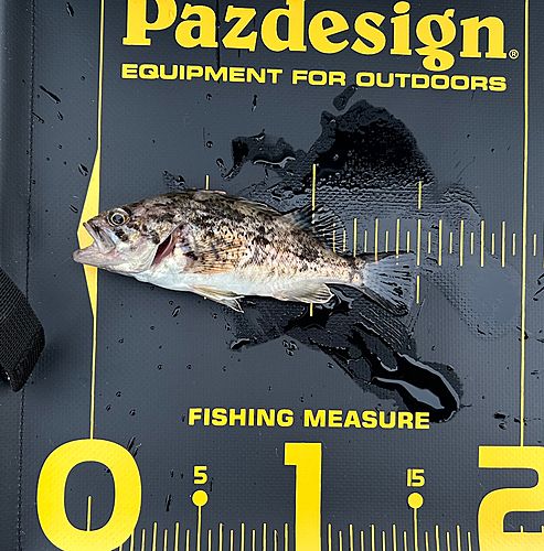 クロソイの釣果