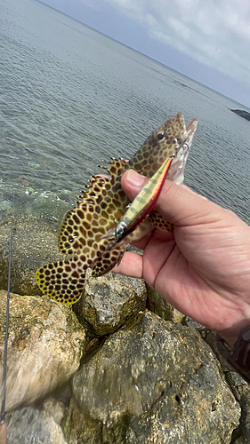 イシミーバイの釣果