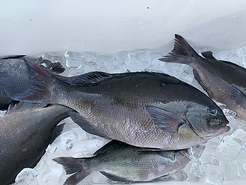 オナガグレの釣果